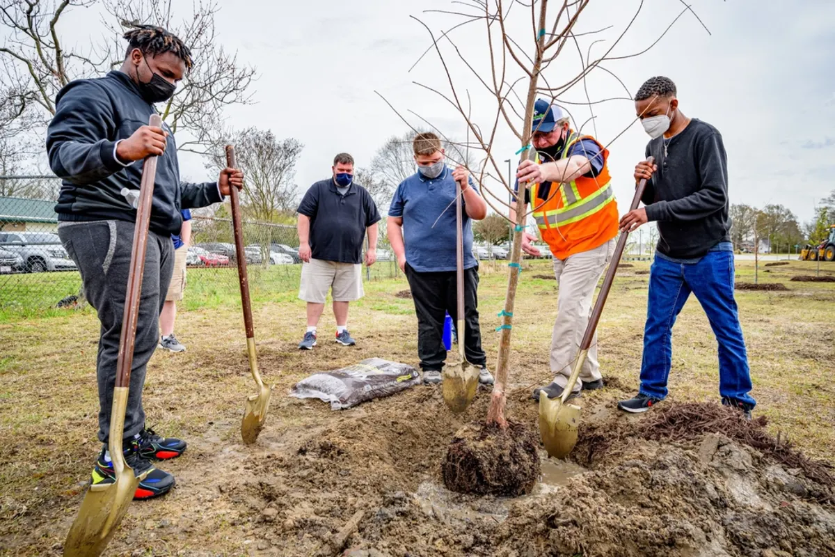 Volunteers with shovels planting a young tree